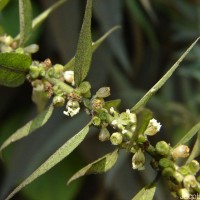 Gonostegia pentandra var. wightii (Benn.) Pull. & Karupp.